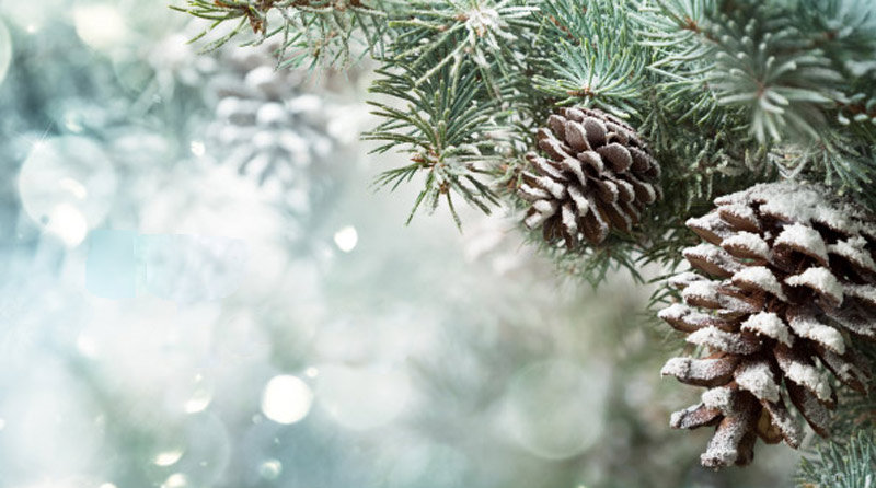 snow and fir cones